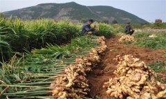 種植生姜怎樣進(jìn)行科學(xué)施肥？
