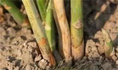 蘆筍莖枯病是什么病菌，其流行規(guī)律是什么？