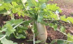 怎樣栽培冬蘿卜？冬蘿卜種植時(shí)間和方法