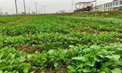 油菜日光溫室早春、秋延遲栽培技術要點有哪些