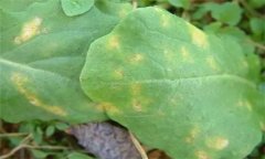怎樣防治油菜霜霉病，有哪些癥狀表現(xiàn)？