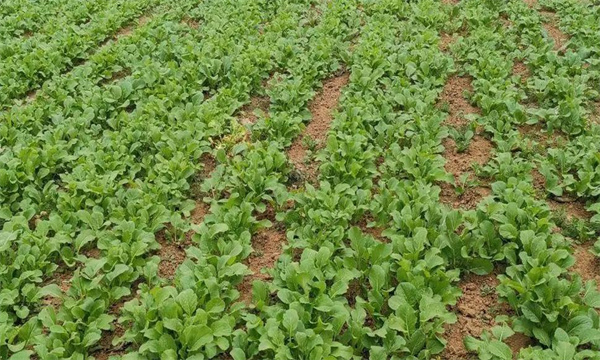 油菜密播育苗、分批移栽好不好