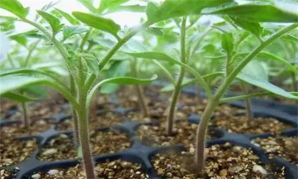 怎樣控制番茄幼苗徒長(zhǎng)