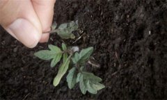 茄子僵果、裂口、落花落果的原因及解決辦法
