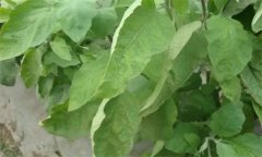 茄子缺氮、磷、鉀癥的癥狀是什么，如何矯正?