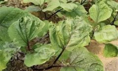 茄子缺素癥狀診斷及防治、矯正方法
