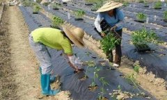 辣椒施用沖施肥有什么優(yōu)點(diǎn) 需要注意哪些問(wèn)題？
