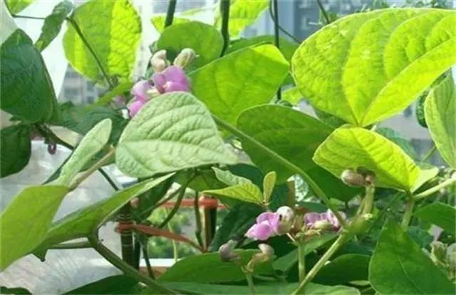 低溫時(shí)期蕓豆如何?；ūＧv