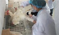 雞人工授精技術(shù)的優(yōu)越性有哪些？