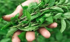 如何生產(chǎn)栽培番杏芽苗菜？