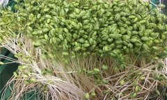 如何生產(chǎn)綠色大豆芽菜？