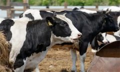 如何飼喂泌乳中期奶牛？