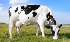 為什么要重視奶牛泌乳高峰？