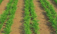 種植胡蘿卜何時間苗和定苗、如何中耕除草