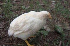 雞白痢是垂直傳播還是水平傳播？