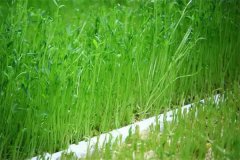 豌豆芽苗菜如何防止?fàn)€種畸形？