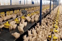 怎樣加強(qiáng)肉用種雞的光照管理？