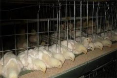 肉雞30日齡后“過料”是怎么回事？怎樣防治？